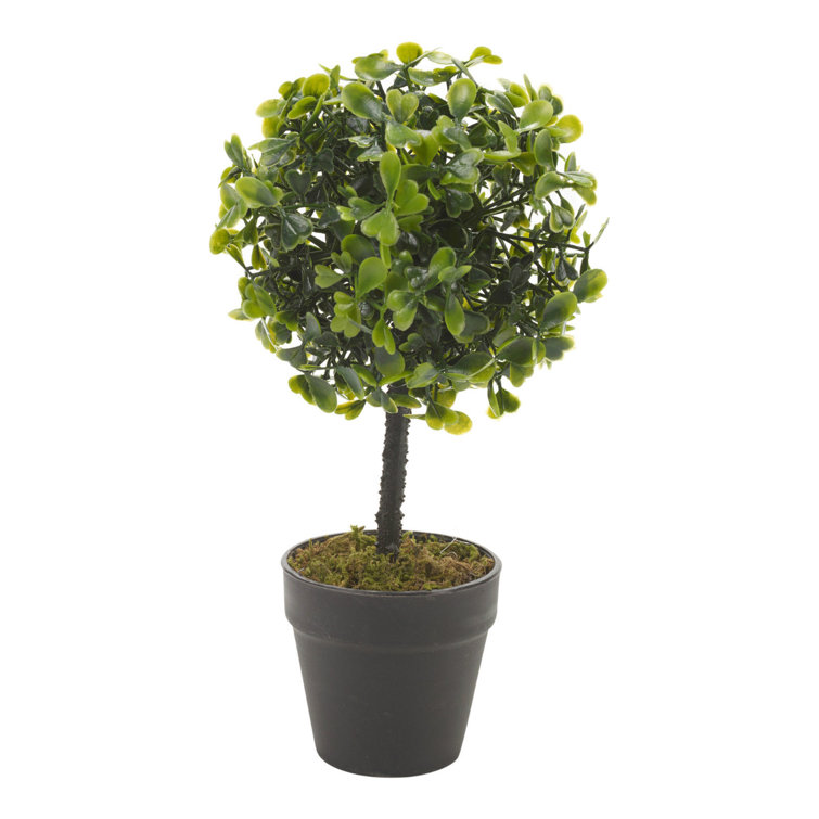 The Seasonal Aisle Artificial Boxwood Plant in Planter Wayfair.co.uk